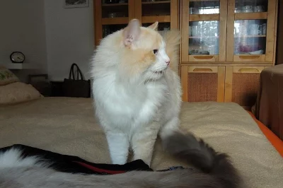 Chovný Ragdoll kocourek