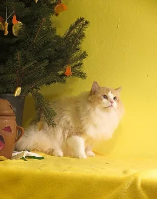 Chovný Ragdoll kocourek