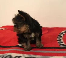 Štěnata Yorkšír mini s PP