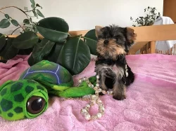 Štěnata Yorkšír mini s PP