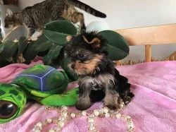 Štěnata Yorkšír mini s PP