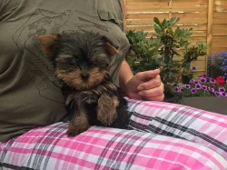 Štěnata Yorkšír mini s PP