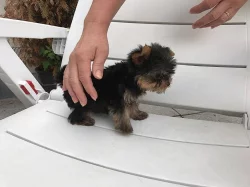 Štěnata Yorkšír mini s PP