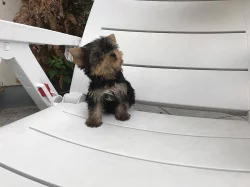 Štěnata Yorkšír mini s PP