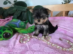 Štěnata Yorkšír mini s PP