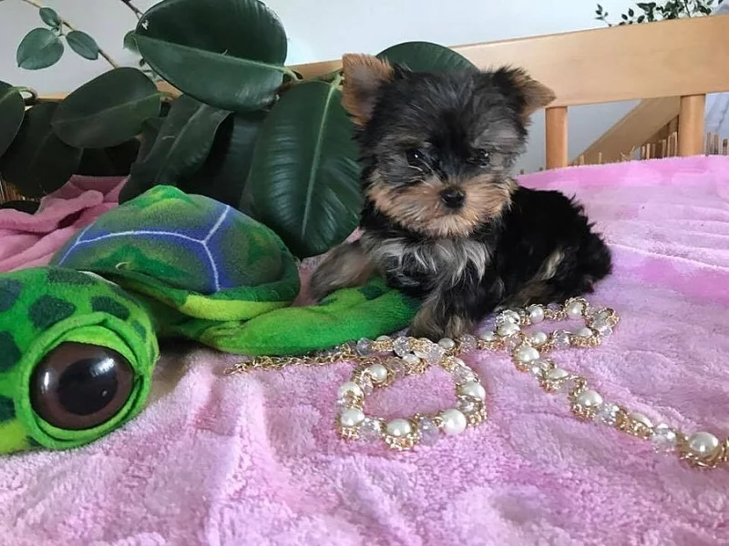 Štěnata Yorkšír mini s PP