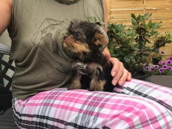 Štěnata Yorkšír mini s PP