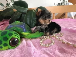 Štěnata Yorkšír mini s PP