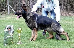 Německý ovčák s průkazem původu