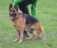 Německý ovčák s průkazem původu