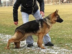 Německý ovčák s průkazem původu