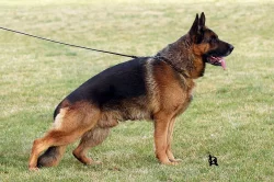 Německý ovčák s průkazem původu