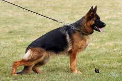 Německý ovčák s průkazem původu