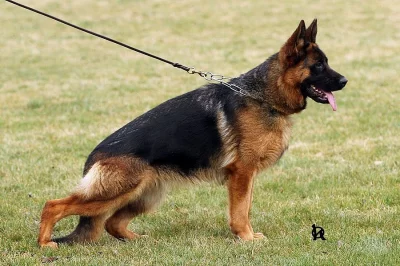 Německý ovčák s průkazem původu