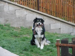 AO 5 let - hledá slečnu, krytí