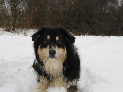 AO 5 let - hledá slečnu, krytí