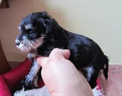 Knírač malý černostříbřitý štěnátka s PP