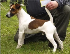 Foxteriér Hladkosrstý - Prodej štěňat s PP