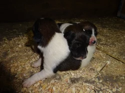 Foxteriér Hladkosrstý - Prodej štěňat s PP