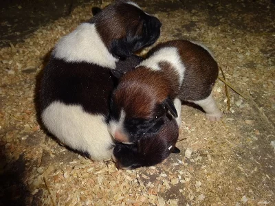 Foxteriér Hladkosrstý - Prodej štěňat s PP