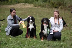 Bernský salašnícky pes