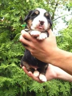 Bernský salašnícky pes