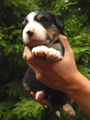 Bernský salašnícky pes