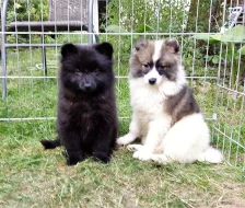 Německý špic střední s PP