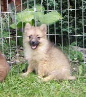 Německý špic střední s PP