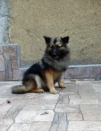 Německý špic střední s PP