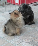 Německý špic střední s PP