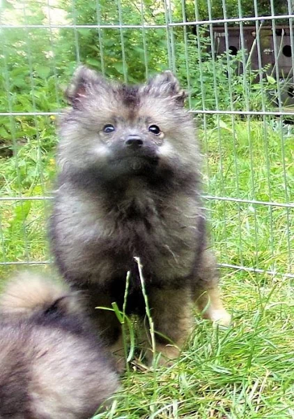 Německý špic střední s PP