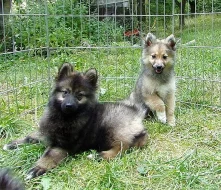 Německý špic střední s PP