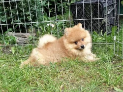 Německý špic s PP