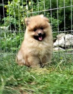 Německý špic s PP