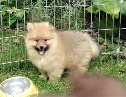 Německý špic s PP