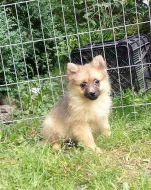 Německý špic s PP