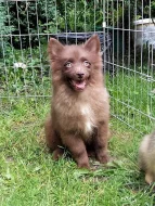 Německý špic s PP