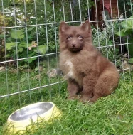 Německý špic s PP