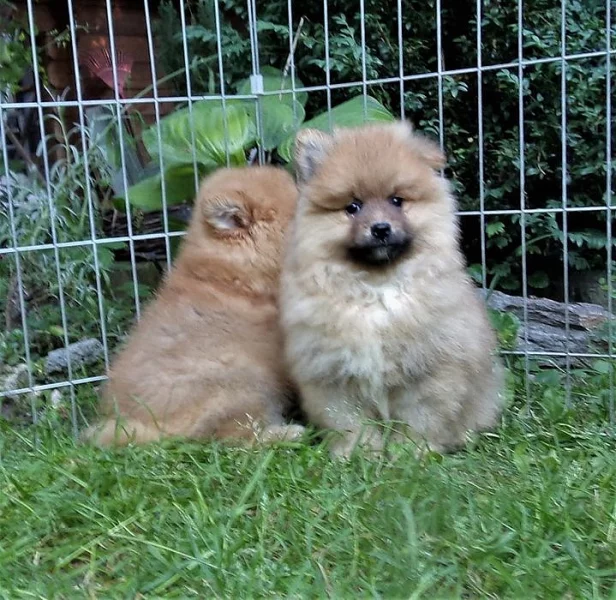 Německý špic s PP