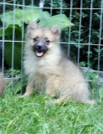 Německý špic s PP