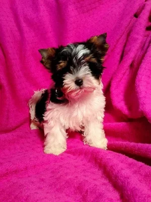 Jorkšírský terier biewer fena s pp