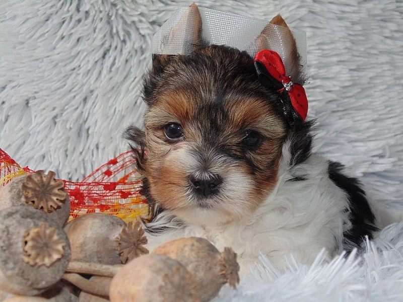 Biewer, Golddust yorkshire terrier s PP