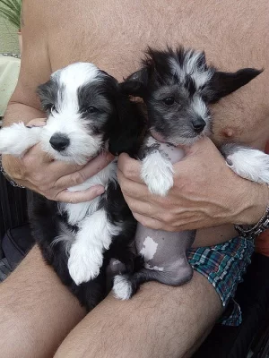 Štěňata čínského chocholatého psa prodej bez PP