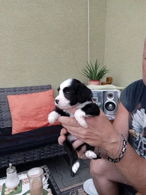 Štěňata čínského chocholatého psa prodej bez PP