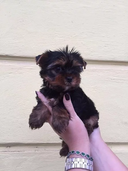 Prodám štěně Yorkšíra mini s PP