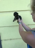 Prodám štěně Yorkšíra mini s PP