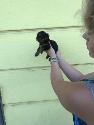 Prodám štěně Yorkšíra mini s PP