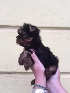 Prodám štěně Yorkšíra mini s PP