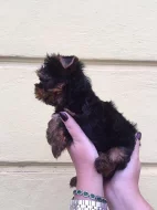 Prodám štěně Yorkšíra mini s PP